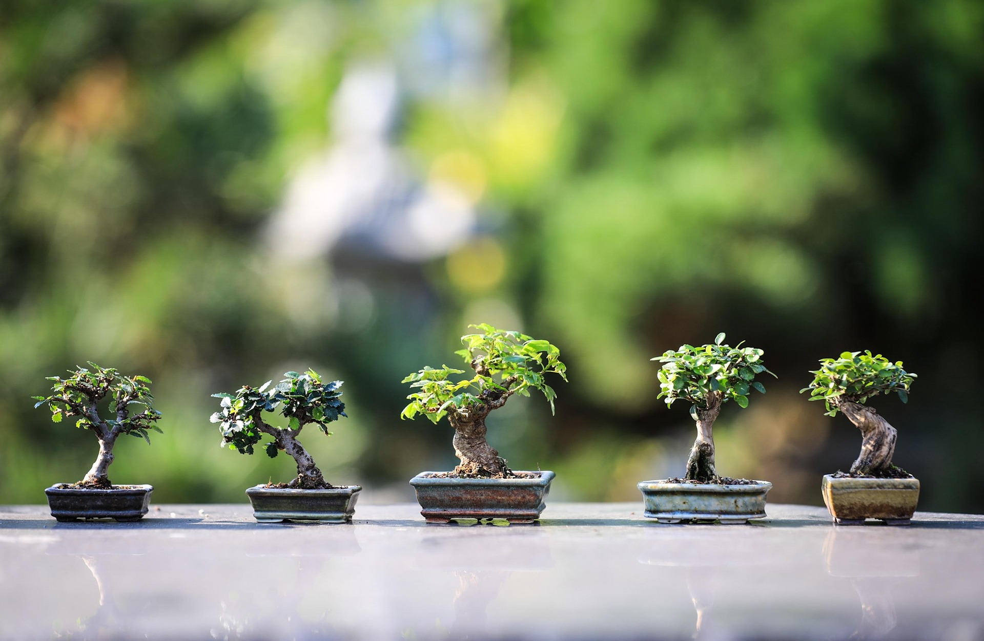 bonsai-4634225_1920.webp