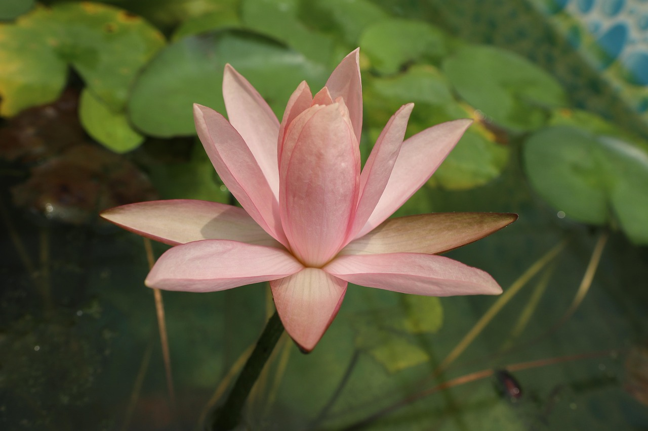 waterlily-4158005_1280